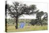 Solar Panel for Powering Water Pump at Waterhole-Alan J. S. Weaving-Stretched Canvas