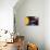 Solar System Planets-Jose Antonio-Mounted Premium Photographic Print displayed on a wall