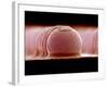 Solder Bumps, SEM-Colin Cuthbert-Framed Photographic Print