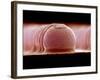 Solder Bumps, SEM-Colin Cuthbert-Framed Photographic Print