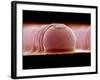 Solder Bumps, SEM-Colin Cuthbert-Framed Photographic Print