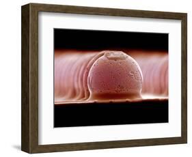Solder Bumps, SEM-Colin Cuthbert-Framed Photographic Print