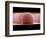 Solder Bumps, SEM-Colin Cuthbert-Framed Photographic Print