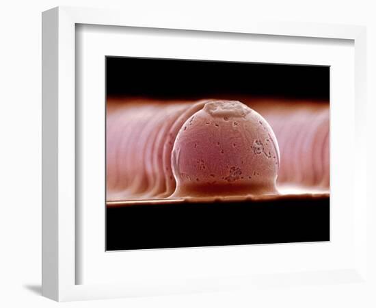 Solder Bumps, SEM-Colin Cuthbert-Framed Photographic Print