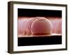 Solder Bumps, SEM-Colin Cuthbert-Framed Photographic Print