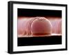 Solder Bumps, SEM-Colin Cuthbert-Framed Photographic Print