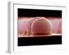 Solder Bumps, SEM-Colin Cuthbert-Framed Photographic Print