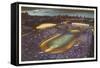 Soldier Field, Chicago, Illinois-null-Framed Stretched Canvas