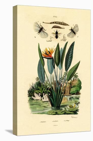 Soldier Flies, 1833-39-null-Stretched Canvas