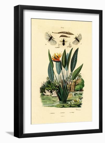 Soldier Flies, 1833-39-null-Framed Giclee Print
