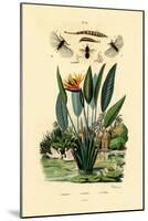 Soldier Flies, 1833-39-null-Mounted Giclee Print