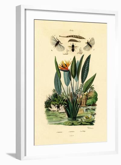 Soldier Flies, 1833-39-null-Framed Giclee Print