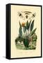 Soldier Flies, 1833-39-null-Framed Stretched Canvas