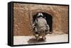 Soldier Searches a Compound in Afghanistan-null-Framed Stretched Canvas
