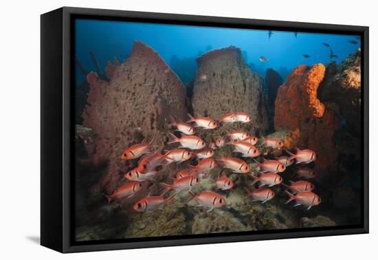 Soldierfish on Coral Reef-Reinhard Dirscherl-Framed Stretched Canvas