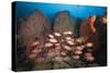Soldierfish on Coral Reef-Reinhard Dirscherl-Stretched Canvas