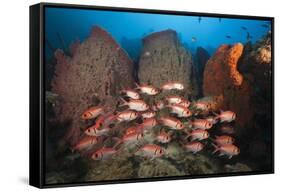 Soldierfish on Coral Reef-Reinhard Dirscherl-Framed Stretched Canvas