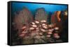 Soldierfish on Coral Reef-Reinhard Dirscherl-Framed Stretched Canvas