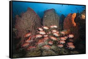 Soldierfish on Coral Reef-Reinhard Dirscherl-Framed Stretched Canvas