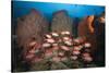 Soldierfish on Coral Reef-Reinhard Dirscherl-Stretched Canvas