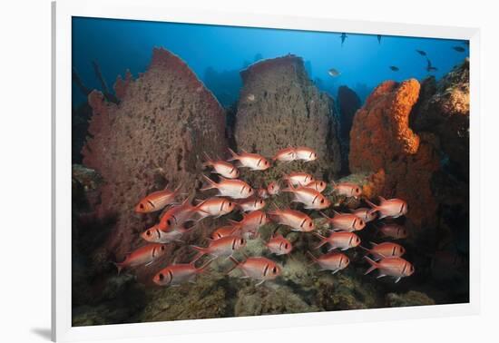 Soldierfish on Coral Reef-Reinhard Dirscherl-Framed Photographic Print