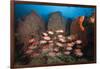 Soldierfish on Coral Reef-Reinhard Dirscherl-Framed Photographic Print