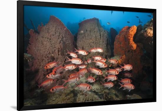 Soldierfish on Coral Reef-Reinhard Dirscherl-Framed Photographic Print