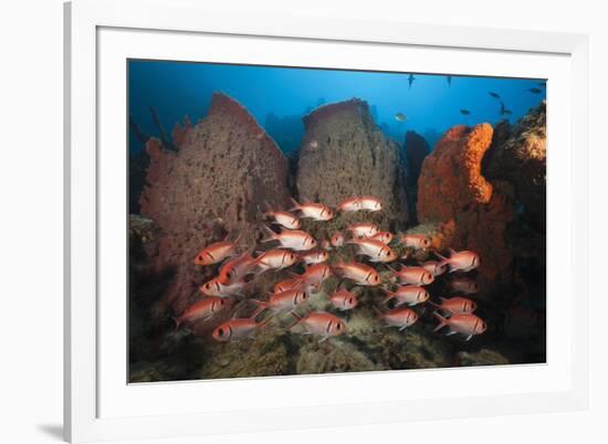 Soldierfish on Coral Reef-Reinhard Dirscherl-Framed Photographic Print