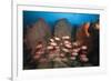 Soldierfish on Coral Reef-Reinhard Dirscherl-Framed Photographic Print