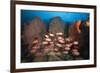 Soldierfish on Coral Reef-Reinhard Dirscherl-Framed Photographic Print