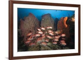 Soldierfish on Coral Reef-Reinhard Dirscherl-Framed Photographic Print