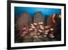 Soldierfish on Coral Reef-Reinhard Dirscherl-Framed Photographic Print