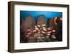 Soldierfish on Coral Reef-Reinhard Dirscherl-Framed Photographic Print