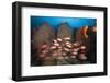 Soldierfish on Coral Reef-Reinhard Dirscherl-Framed Photographic Print