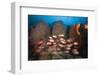 Soldierfish on Coral Reef-Reinhard Dirscherl-Framed Photographic Print