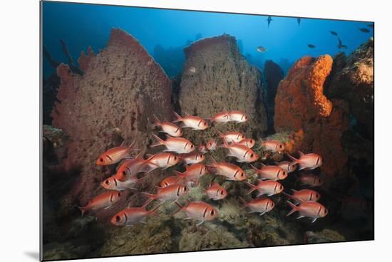 Soldierfish on Coral Reef-Reinhard Dirscherl-Mounted Photographic Print