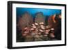 Soldierfish on Coral Reef-Reinhard Dirscherl-Framed Photographic Print