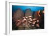 Soldierfish on Coral Reef-Reinhard Dirscherl-Framed Photographic Print