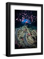 Soldierfish Swimming Above British Motorbikes (Norton 16H) in Hms Thistlegorm Wreckage, Red Sea-Alex Mustard-Framed Photographic Print