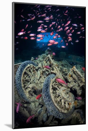 Soldierfish Swimming Above British Motorbikes (Norton 16H) in Hms Thistlegorm Wreckage, Red Sea-Alex Mustard-Mounted Photographic Print