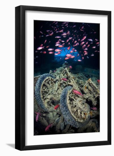 Soldierfish Swimming Above British Motorbikes (Norton 16H) in Hms Thistlegorm Wreckage, Red Sea-Alex Mustard-Framed Photographic Print