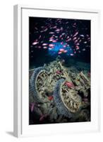 Soldierfish Swimming Above British Motorbikes (Norton 16H) in Hms Thistlegorm Wreckage, Red Sea-Alex Mustard-Framed Photographic Print