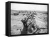 Soldiers in Trenches Firing Rifles-null-Framed Stretched Canvas