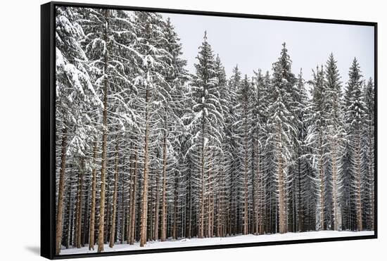 Soldiers of Winter-Philippe Sainte-Laudy-Framed Stretched Canvas