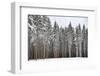 Soldiers of Winter-Philippe Sainte-Laudy-Framed Photographic Print