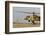 Soldiers Practice External Cargo Mounting on a Uh-60 Yanshuf of the Israel Air Force-Stocktrek Images-Framed Photographic Print