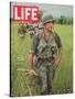 Soldiers Walking Through Grass in Vietnam, June 12, 1964-Larry Burrows-Stretched Canvas