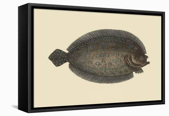 Sole-Mark Catesby-Framed Stretched Canvas