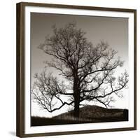 Solemn Tree-Erin Clark-Framed Giclee Print