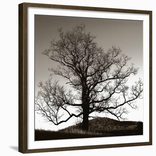 Solemn Tree-Erin Clark-Framed Giclee Print